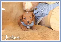 Jackson, a male Maltipoo for sale in Conway, AR – 1 of 4