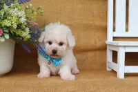 Beau, a male Bichon Frise for sale in Conway, AR – 4 of 6
