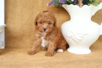 Wyatt, a male Poodle - Toy  for sale in Conway, AR – 5 of 5
