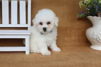 Aiden, a male Bichon Frise for sale in Conway, AR – 5 of 6