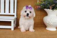 Bella, a female Bichon Frise for sale in Conway, AR – 3 of 7