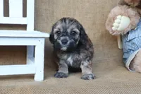Colton, a male Cockapoo for sale in Conway, AR – 3 of 4