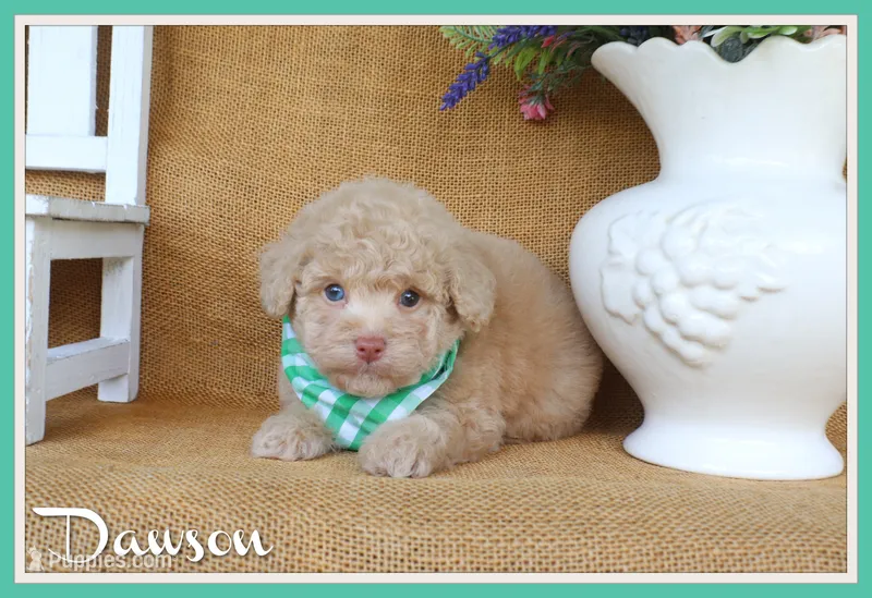 Dawson – Poodle - Toy  puppy for sale in Conway, AR