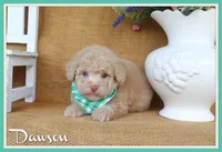 Dawson, a male Poodle - Toy  for sale in Conway, AR – 1 of 5