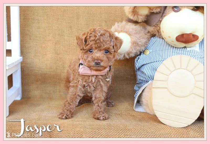 Jasper – Poodle - Toy  puppy for sale in Conway, AR
