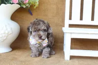 Rhett, a male Poodle - Toy  for sale in Conway, AR – 5 of 5