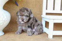Rhett, a male Poodle - Toy  for sale in Conway, AR – 2 of 5