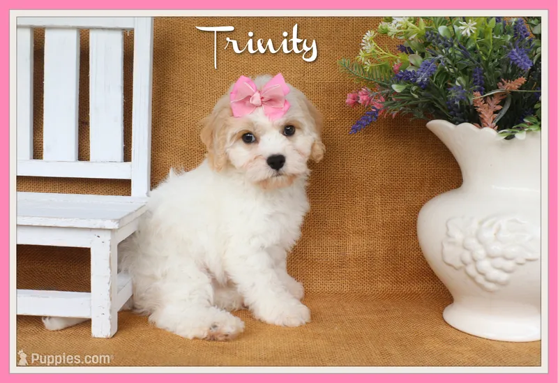 Trinity – Cavachon puppy for sale in Conway, AR