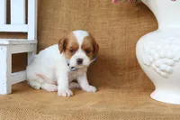 Lincoln, a male Cavapoo for sale in Conway, AR – 4 of 4