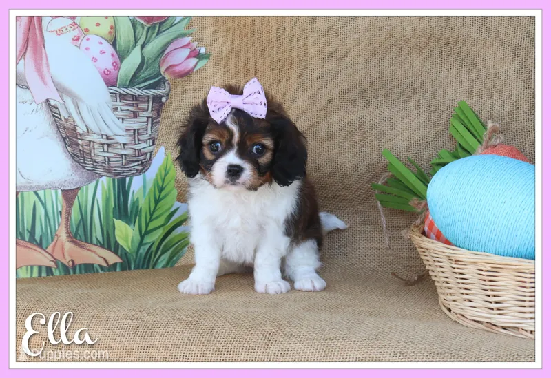 Ella – Cavapoo puppy for sale in Conway, AR