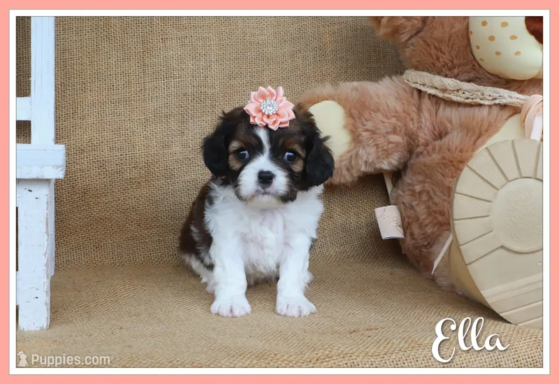 Ella – Cavapoo puppy for sale in Conway, AR