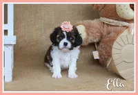Ella, a female Cavapoo for sale in Conway, AR – Photo 1 of 4