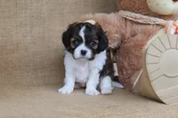 Ella, a female Cavapoo for sale in Conway, AR – Photo 4 of 4