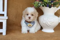 Dean, a male Poodle - Toy  for sale in Conway, AR – 2 of 4