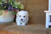 Mason, a male Maltese for sale in Conway, AR – 6 of 6