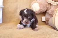 Prim, a female Yorkipoo for sale in Conway, AR – 5 of 5