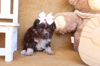 Poppy, a female Yorkipoo for sale in Conway, AR – 3 of 5