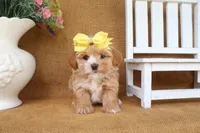 Chloe, a female Havapoo for sale in Conway, AR – 2 of 4