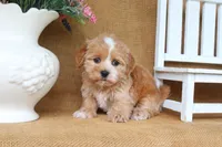 Callie, a female Havapoo for sale in Conway, AR – 2 of 4