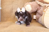 Prim, a female Yorkipoo for sale in Conway, AR – 2 of 5