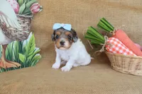 Valerie, a female Cavapoo for sale in Conway, AR – Photo 7 of 7