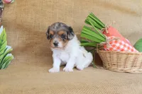 Valerie, a female Cavapoo for sale in Conway, AR – Photo 3 of 7