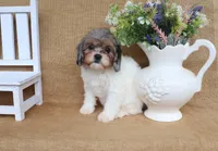 Valerie, a female Cavapoo for sale in Conway, AR – 3 of 5