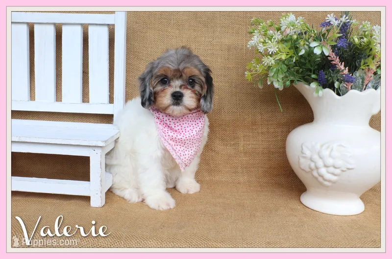 Valerie – Cavapoo puppy for sale in Conway, AR