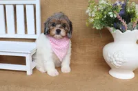 Valerie, a female Cavapoo for sale in Conway, AR – 4 of 5