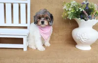 Valerie, a female Cavapoo for sale in Conway, AR – 2 of 5