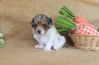 Valerie, a female Cavapoo for sale in Conway, AR – Photo 4 of 7