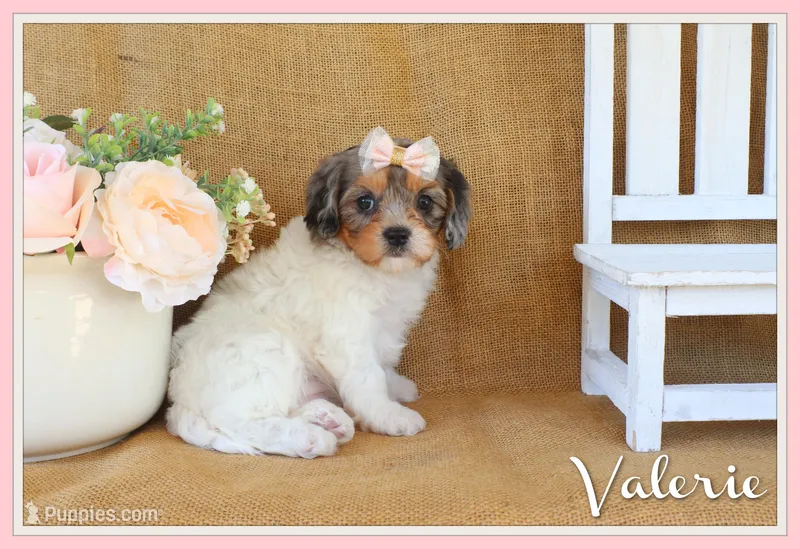 Valerie – Cavapoo puppy for sale in Conway, AR