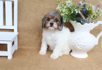 Valerie, a female Cavapoo for sale in Conway, AR – 5 of 5