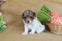 Valerie, a female Cavapoo for sale in Conway, AR – Photo 6 of 7