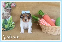 Valerie, a female Cavapoo for sale in Conway, AR – Photo 1 of 7