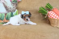 Valerie, a female Cavapoo for sale in Conway, AR – Photo 2 of 7