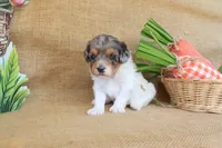 Valerie, a female Cavapoo for sale in Conway, AR – Photo 5 of 7