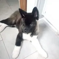 Yuki, a female Akita for sale in Portsmouth, VA – Photo 3 of 3