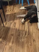 Yuki, a female Akita for sale in Portsmouth, VA – Photo 2 of 3