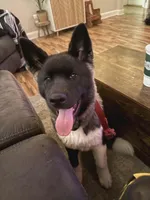 Yuki, a female Akita for sale in Portsmouth, VA – Photo 1 of 3