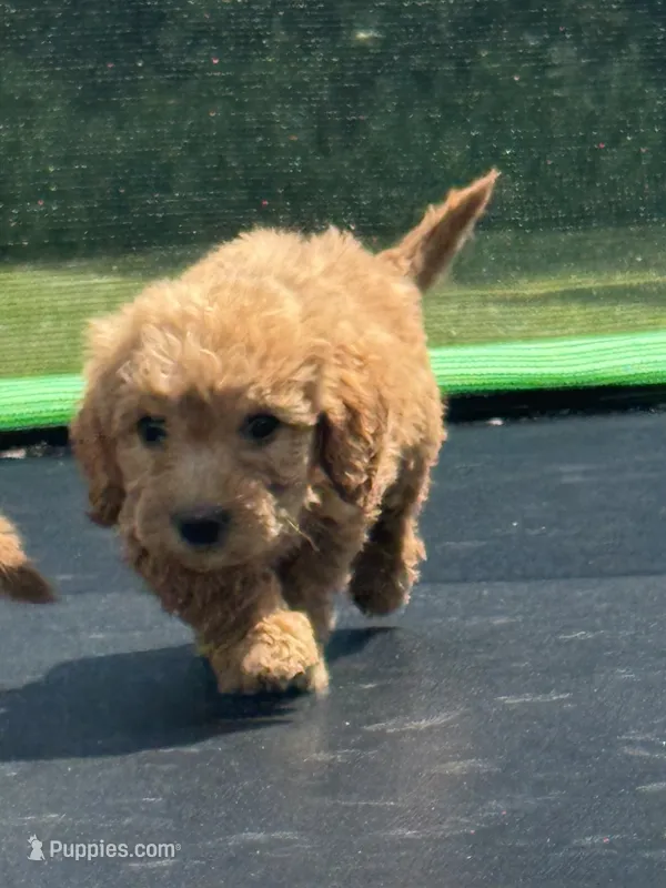 Lieutenant – Miniature Goldendoodle puppy for sale in Rolla, MO