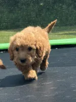 Lieutenant, a male Miniature Goldendoodle for sale in Rolla, MO – 1 of 10