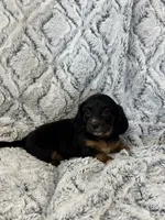 Carrie, a female Miniature Dachshund for sale in Rolla, MO – 4 of 6