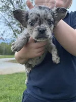 Tillie, a male French Bulldog for sale in Rolla, MO – Photo 3 of 7