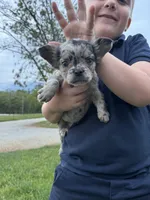 Tillie, a male French Bulldog for sale in Rolla, MO – Photo 5 of 7