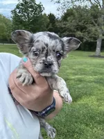 Tillie, a male French Bulldog for sale in Rolla, MO – Photo 2 of 7