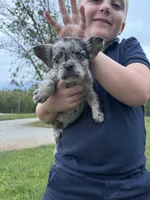 Tillie, a male French Bulldog for sale in Rolla, MO – Photo 4 of 7