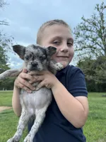 Tillie, a male French Bulldog for sale in Rolla, MO – Photo 6 of 7