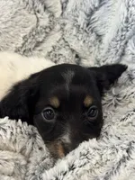 Kristi, a female Miniature Dachshund for sale in Rolla, MO – 4 of 7