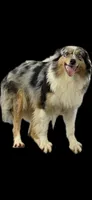 Riley, a female Australian Shepherd for sale in Rolla, MO – 3 of 3